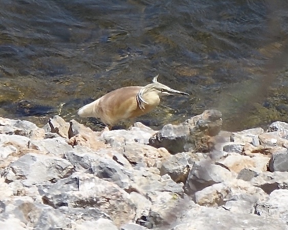 squacco heron